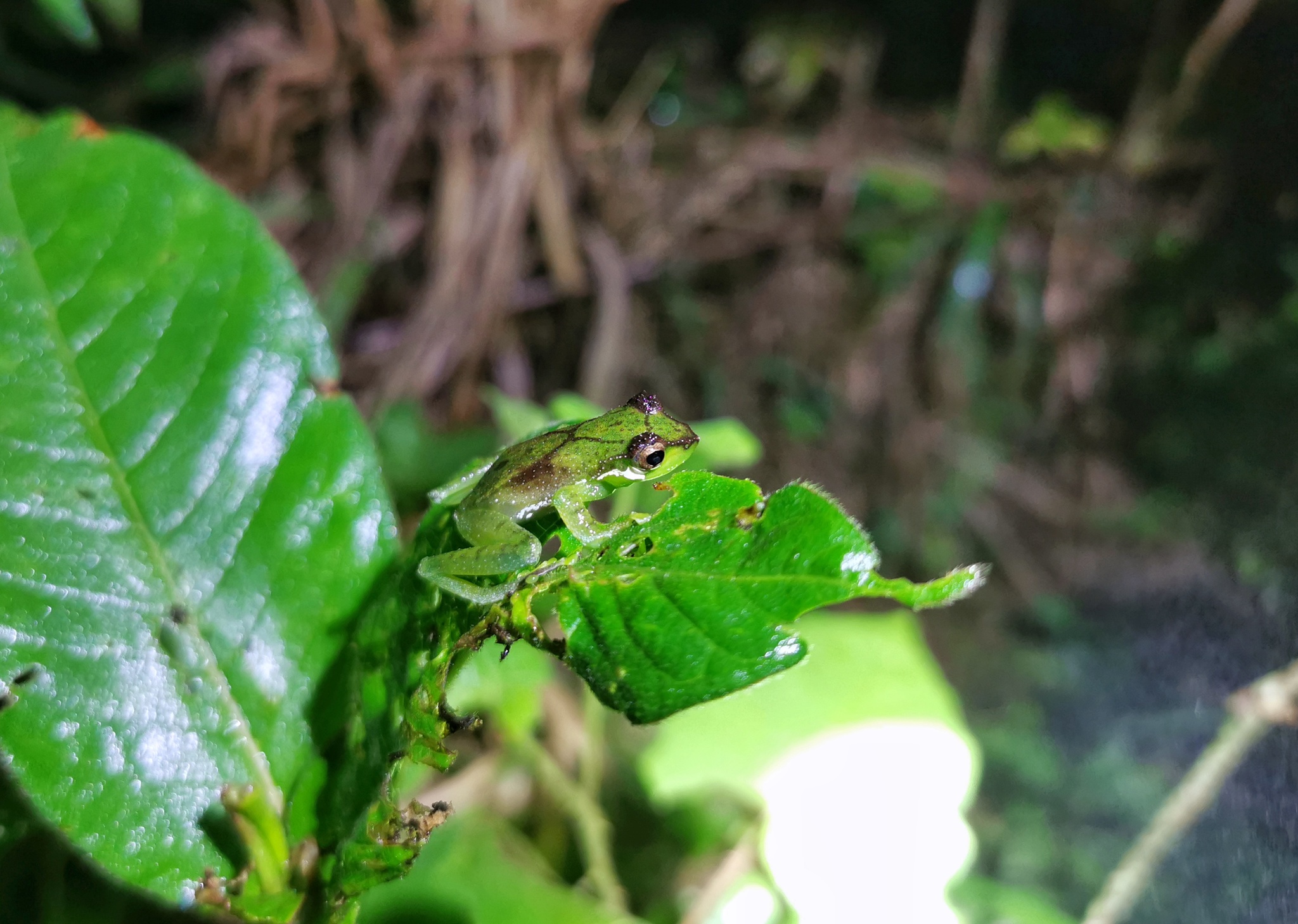 Chapa Bubble-Nest Frog photo 2