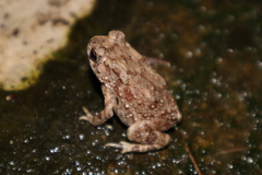 Duttaphrynus melanostictus