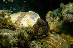 Centropogon australis