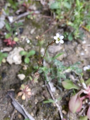 Saxifraga tridactylites