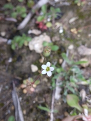 Saxifraga tridactylites