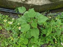 Broussonetia papyrifera