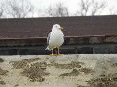 Larus michahellis
