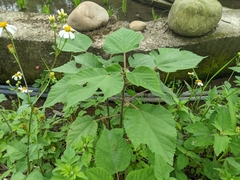 Broussonetia papyrifera