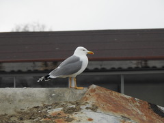 Larus michahellis