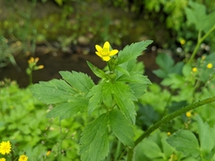 Ranunculus cantoniensis