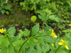 Ranunculus cantoniensis