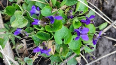 Viola odorata