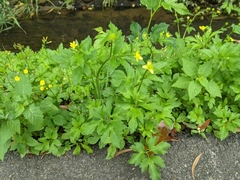 Ranunculus cantoniensis
