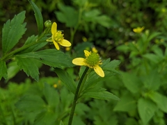 Ranunculus cantoniensis