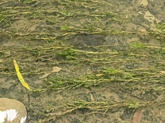 Potamogeton crispus