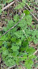 Anthriscus sylvestris