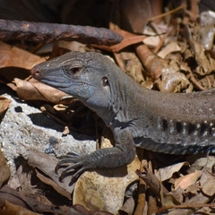 Pholidoscelis exsul