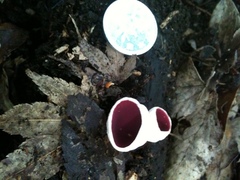 Phillipsia domingensis