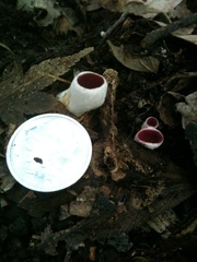 Phillipsia domingensis