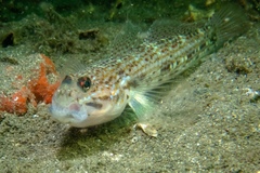 Istigobius hoesei