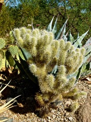 Cylindropuntia bigelovii