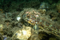 Istigobius hoesei