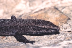 Algyroides fitzingeri