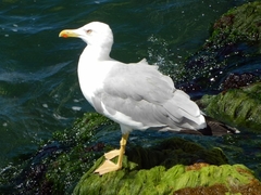Larus michahellis