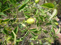 Rosa caryophyllacea