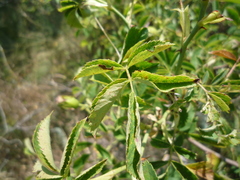 Rosa caryophyllacea
