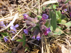 Pulmonaria mollis