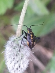 Calocoris nemoralis