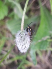 Calocoris nemoralis
