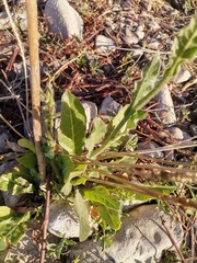 Nicotiana repanda