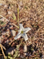 Nicotiana repanda