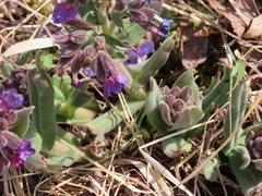 Pulmonaria mollis