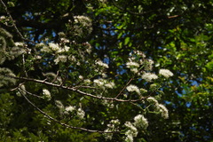 Ehretia longiflora
