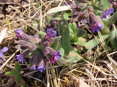 Pulmonaria mollis