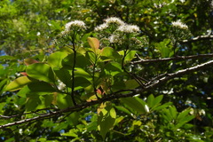 Ehretia longiflora