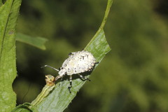 Apateticus lineolatus