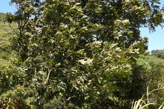 Ormosia hengchuniana