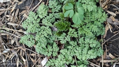 Anthriscus sylvestris