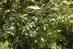 Ormosia hengchuniana