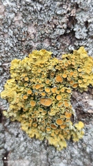 Xanthoria parietina