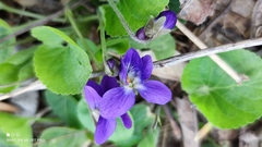 Viola odorata