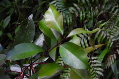 Syzygium kusukusuense