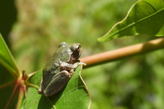 Kurixalus eiffingeri