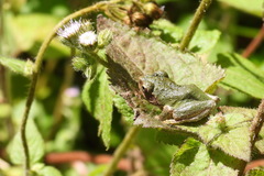 Kurixalus eiffingeri
