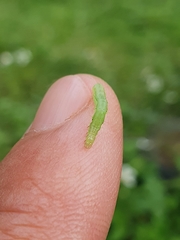 Thysanoplusia orichalcea