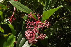 Medinilla formosana