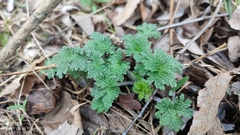 Leonurus quinquelobatus