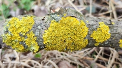 Xanthoria parietina