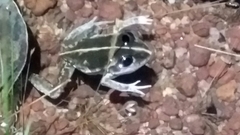 Ranoidea longipes