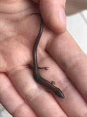 Calyptotis scutirostrum